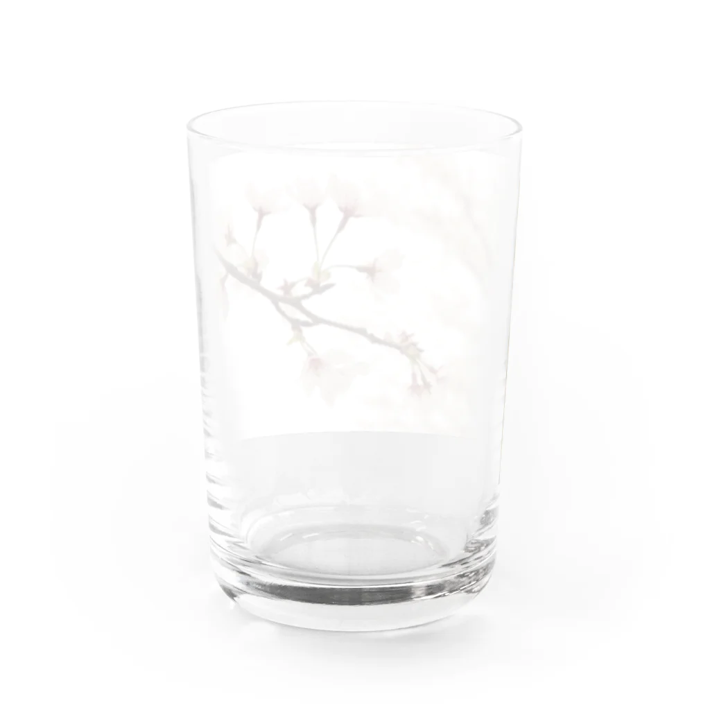 詩音乃芽の木の桜 Water Glass :back