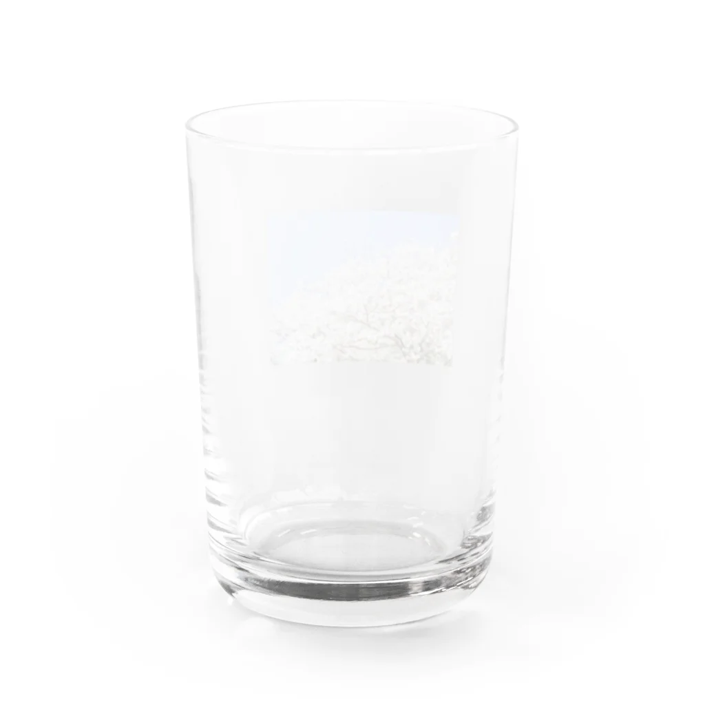 EMMAの桜 Water Glass :back