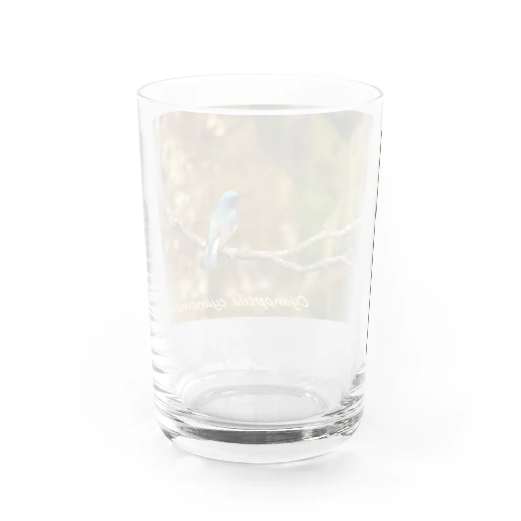 emiemieのオオルリ（学名入り） Water Glass :back
