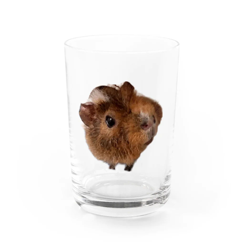 モルモットのミマモル隊のもるおくん Water Glass :front