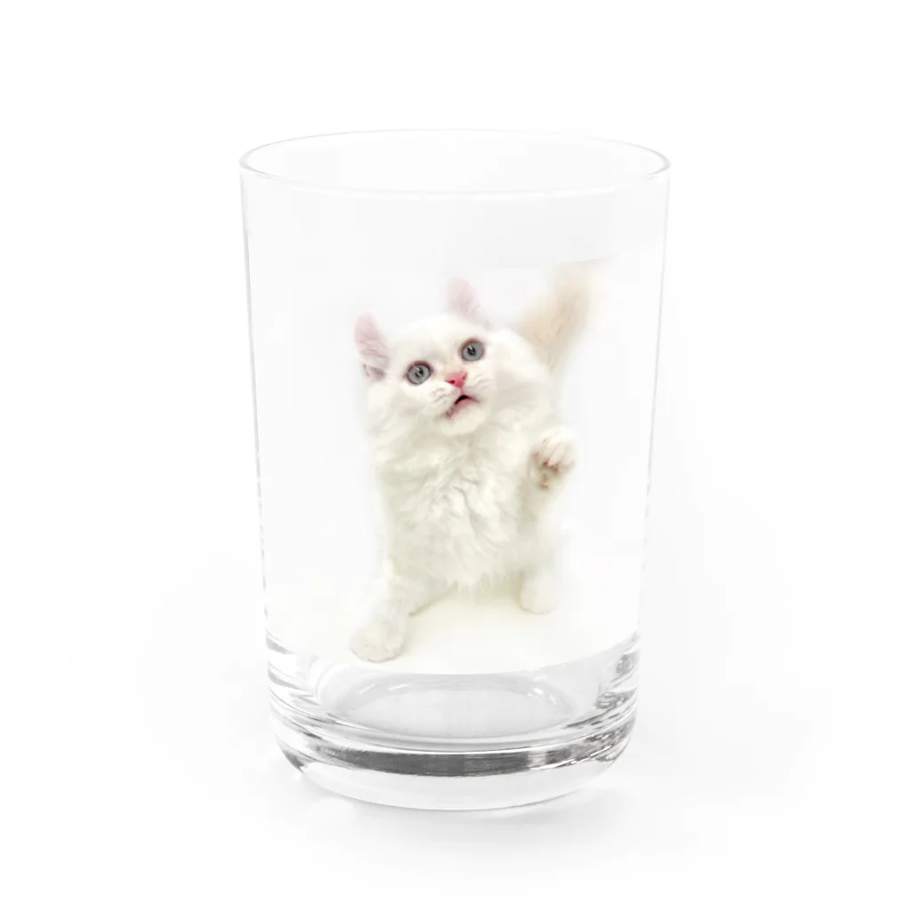 Milkoftheguineapigの白猫 Water Glass :front