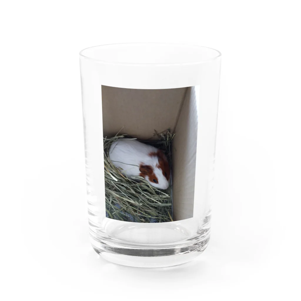 Milkoftheguineapigのモルモットのイヴさん Water Glass :front