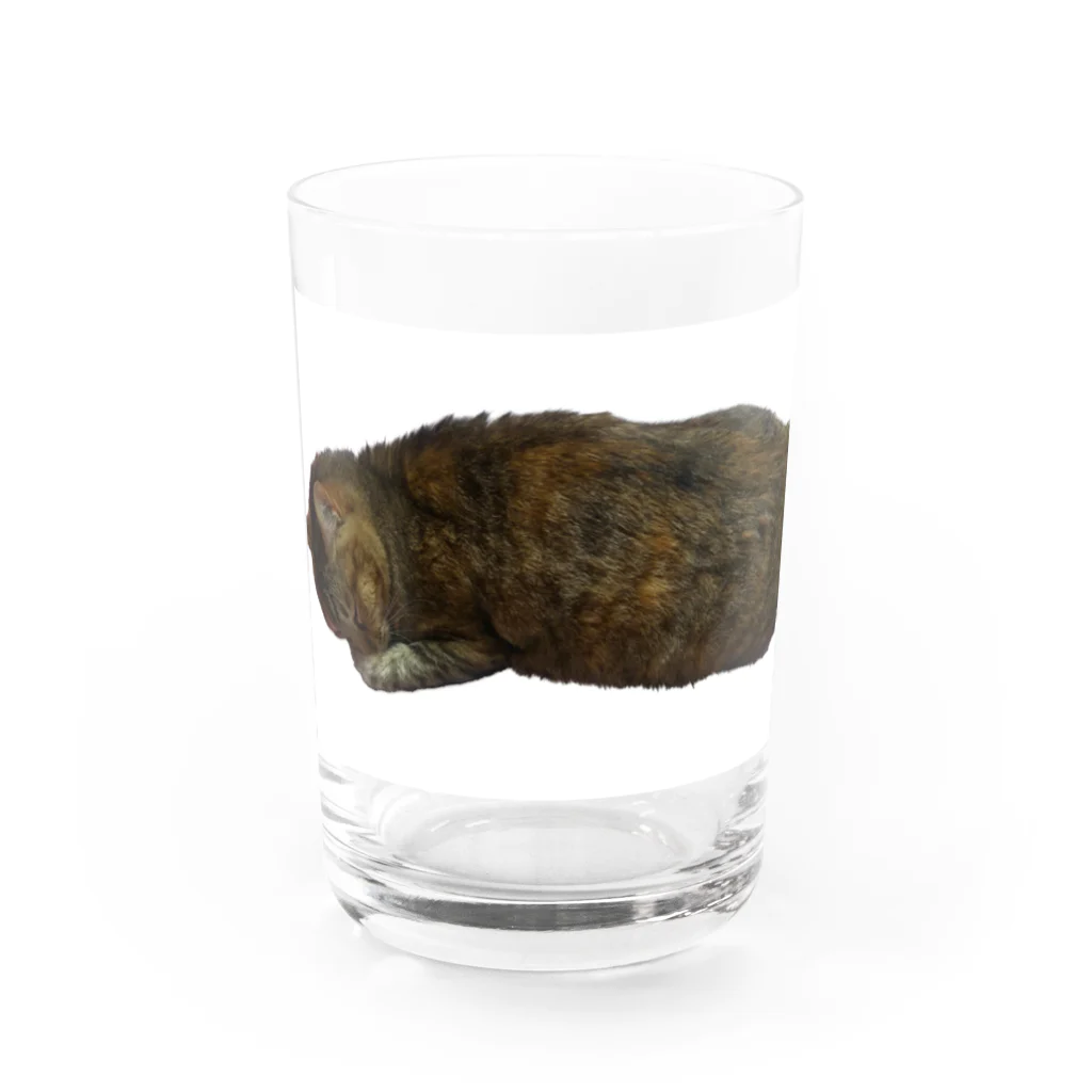 キジトラかもしれないのおねむ猫 Water Glass :front