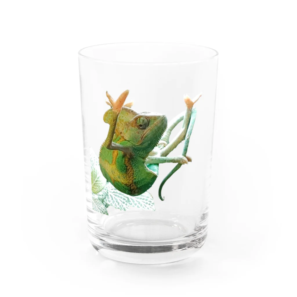 Oubiのずっと監視中　エボシカメレオン　オクラ Water Glass :front