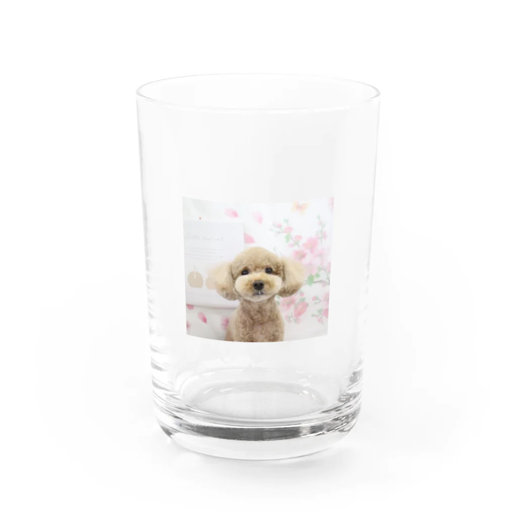 kuu※kawaii!!のトイプードルのくーちゃん Water Glass :front