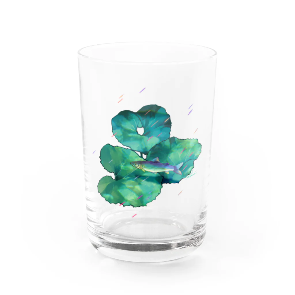 rakkosoda / コマイの葉っぱと魚と雨 Water Glass :front