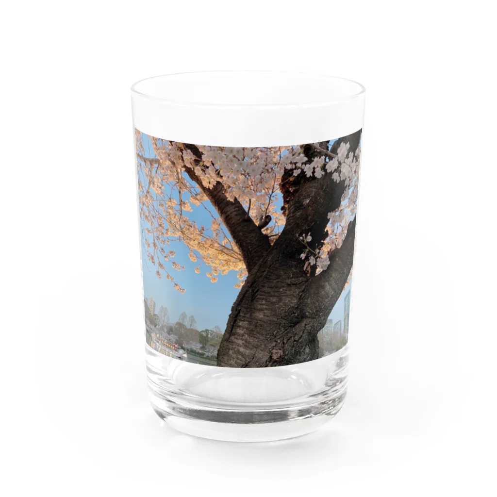 chapnの川桜 Water Glass :front