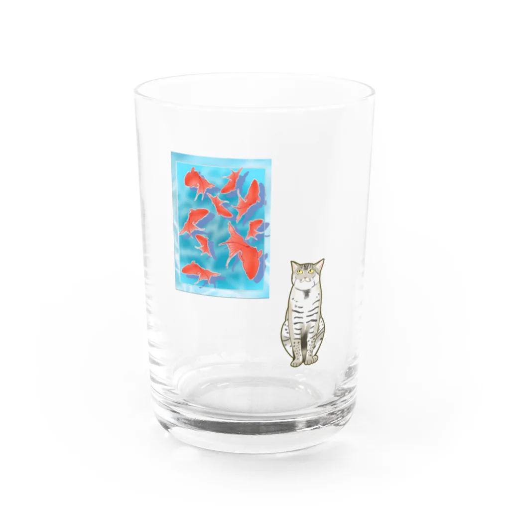 いろはにゃんこ堂の金魚をガン見するスナドリネコさん Water Glass :front