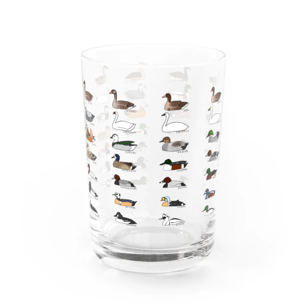 さくぺろの日本産カモ類全種 Water Glass :front