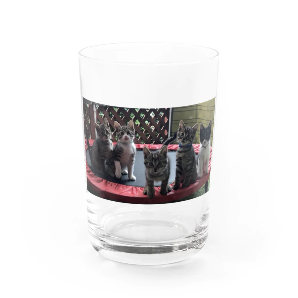 Linlin Houseの子猫 コキジちゃんfive Water Glass :front