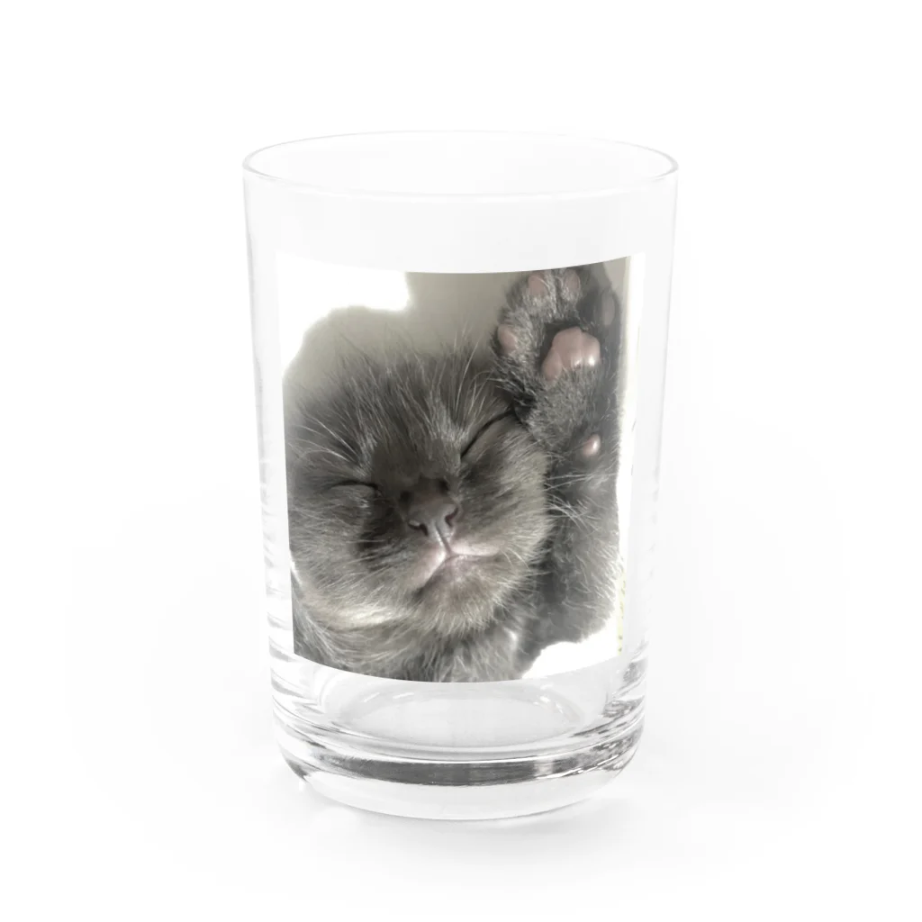 ショップの子猫 Water Glass :front