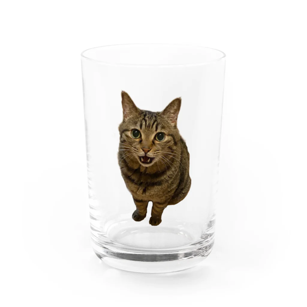 appetoppeの史上最強に可愛いキジトラのソラがおやつのおかわりをねだる！ Water Glass :front