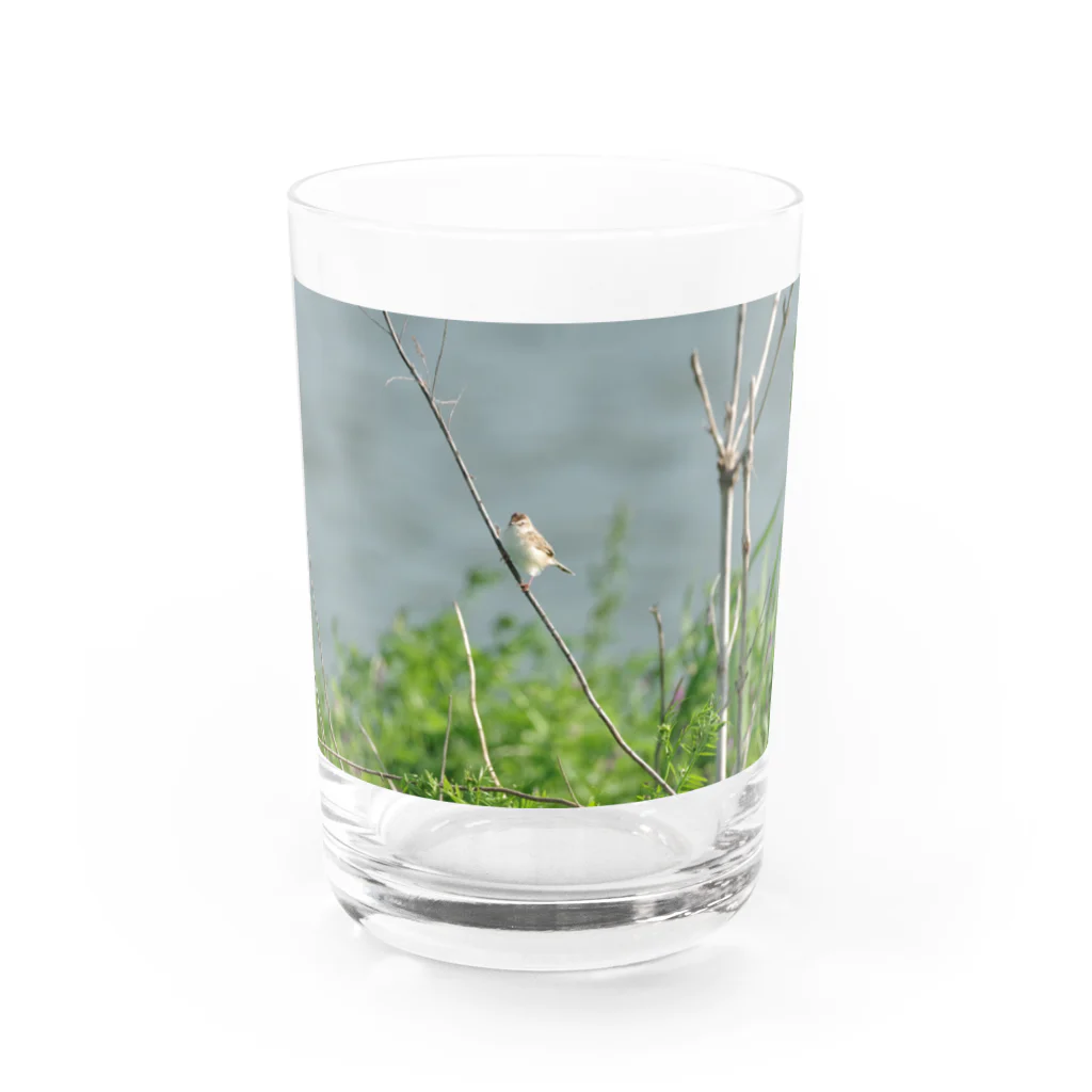 strike-eagleの野鳥　セッカ Water Glass :front