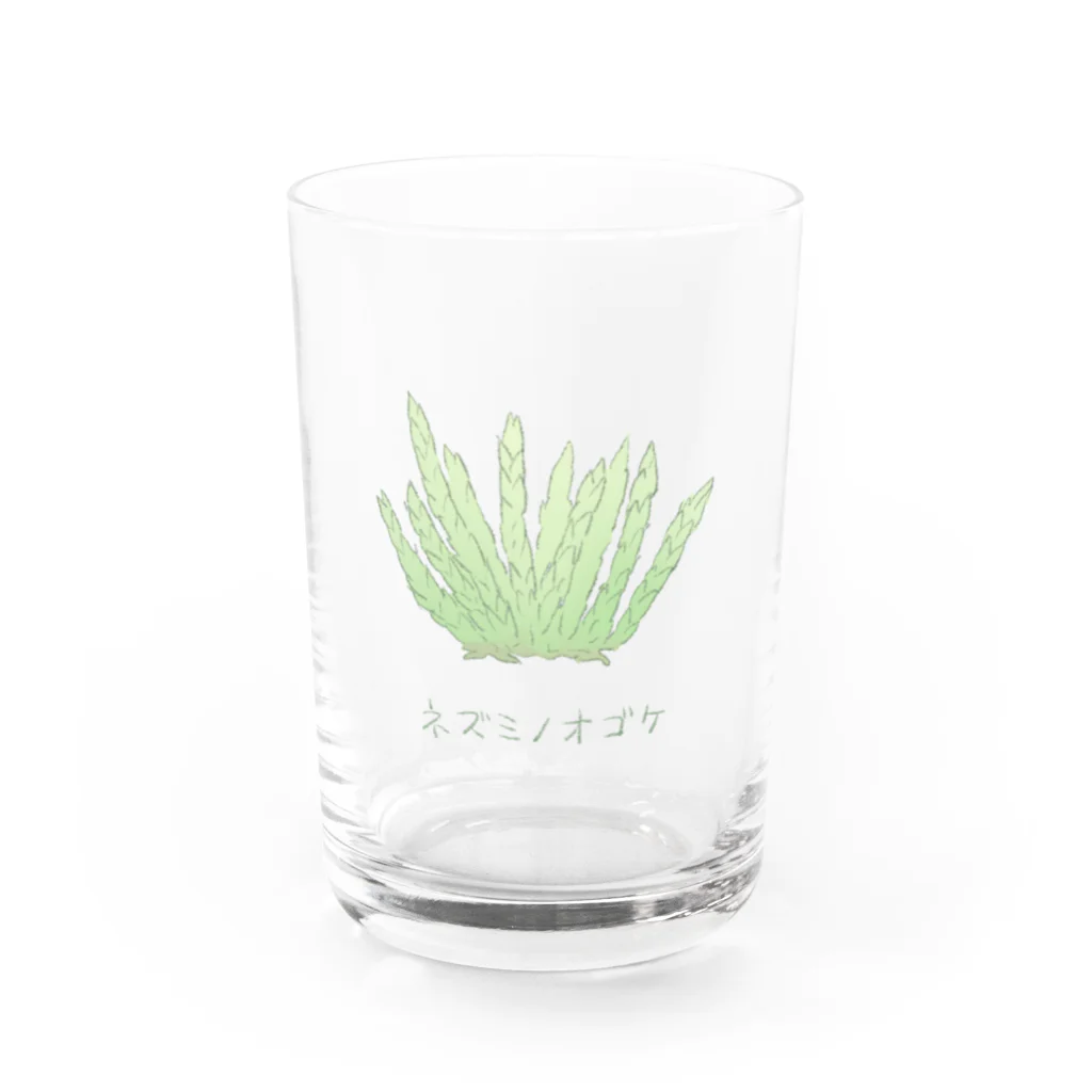 Yuzurium -ユズリウム- 苔テラリウムのネズミノオゴケ【苔グッズ】 Water Glass :front