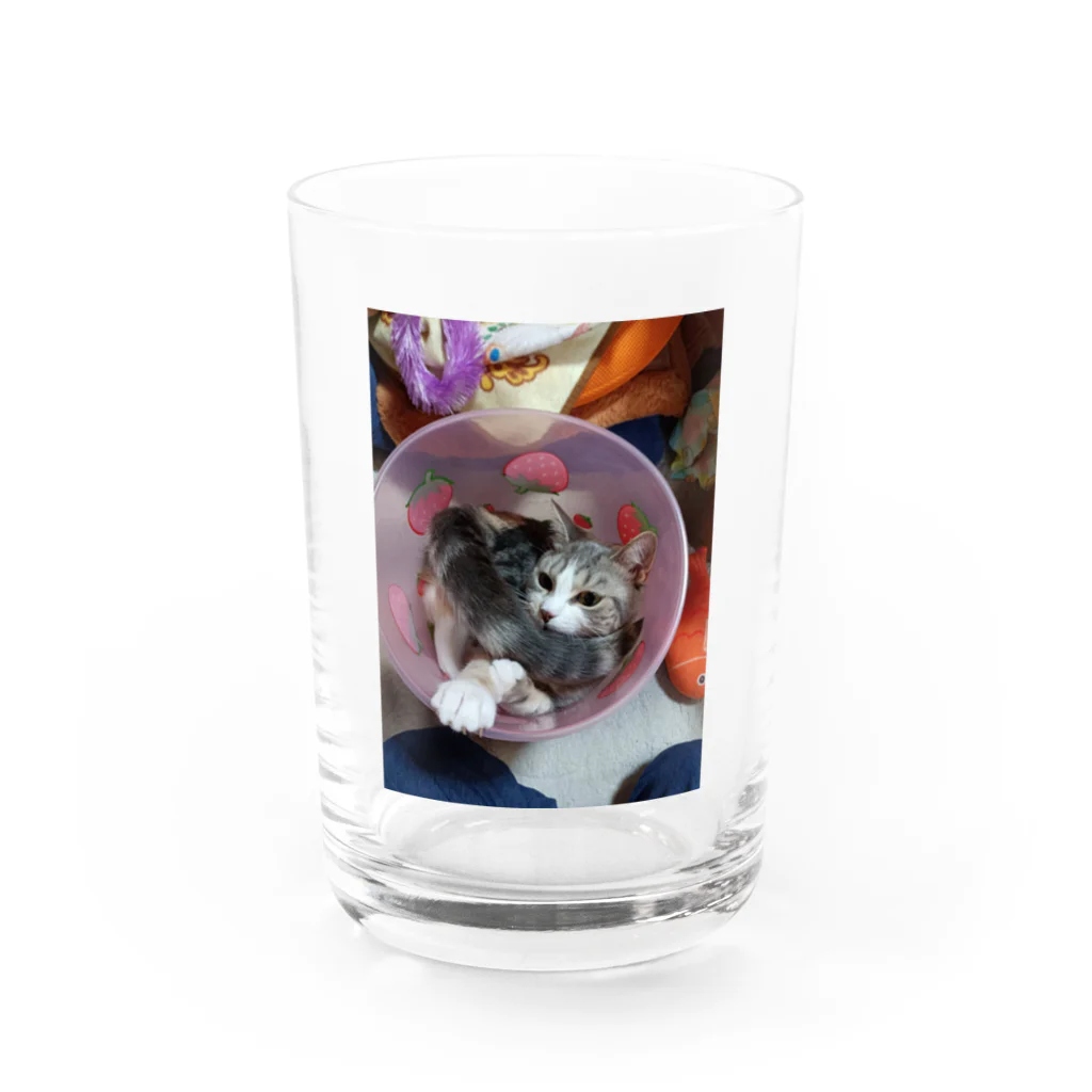 chiesizukuのスコティッシュフォールド Water Glass :front