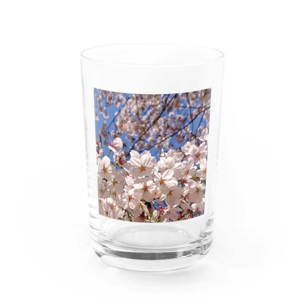 DayaKayaのいつでもどこでも桜爛漫 Water Glass :front