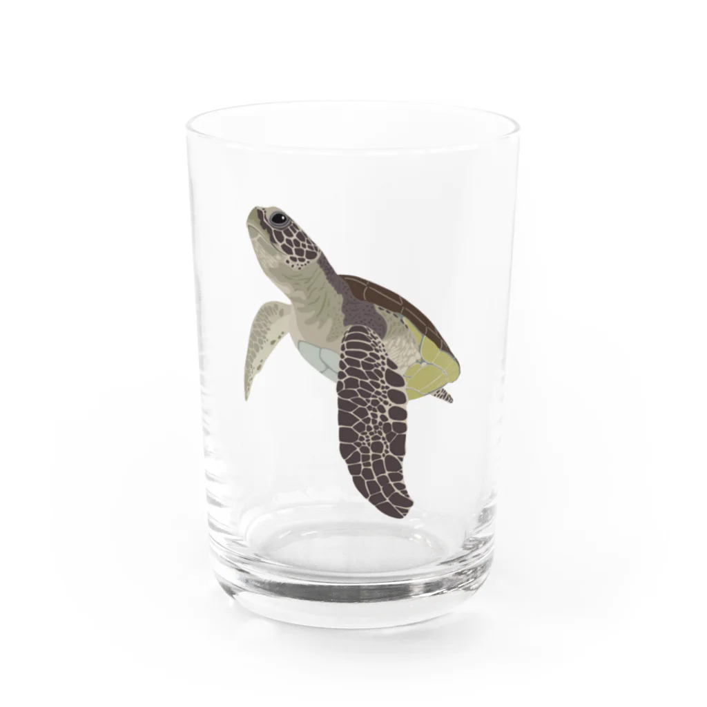 カメの歩みのアオウミガメ Water Glass :front