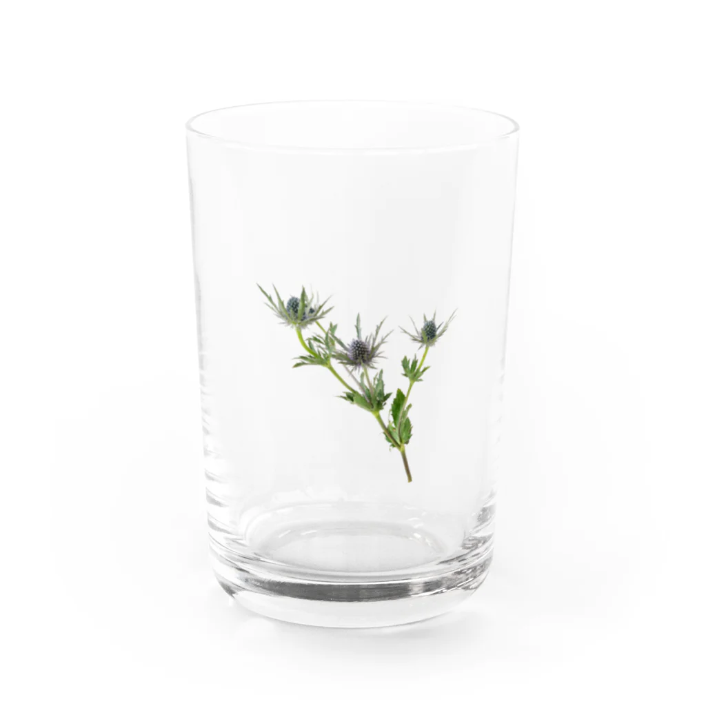 Ficusのエリンジューム Water Glass :front