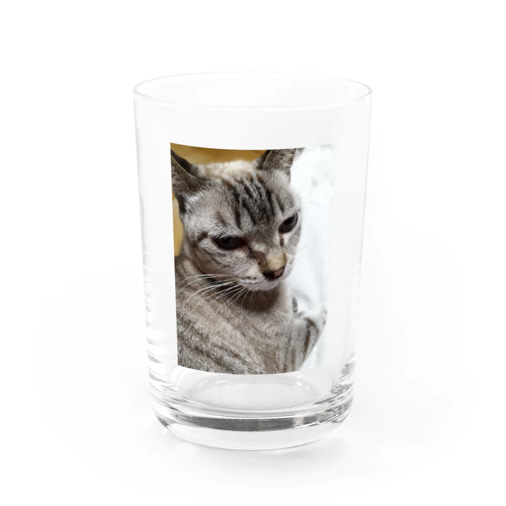 ねこの森でお散歩のさあ、モフりなさいよ。 Water Glass :front