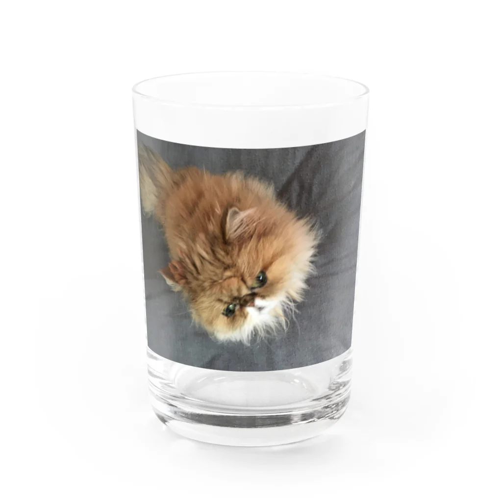 ぶちゃ猫・茶々丸オフィシャルショップのぶちゃ猫・茶々丸 Water Glass :front