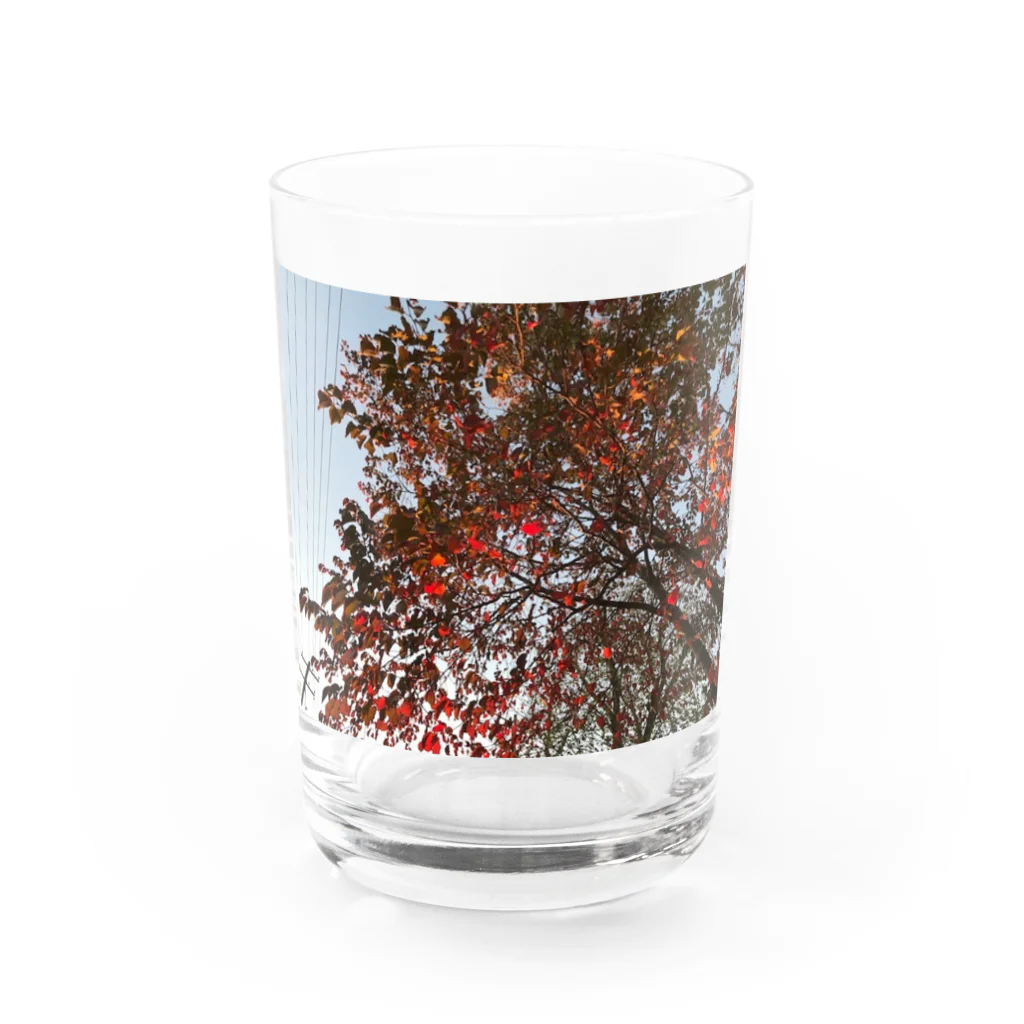 空屋　sorayakusakaの201910181619002　桜の紅葉 Water Glass :front