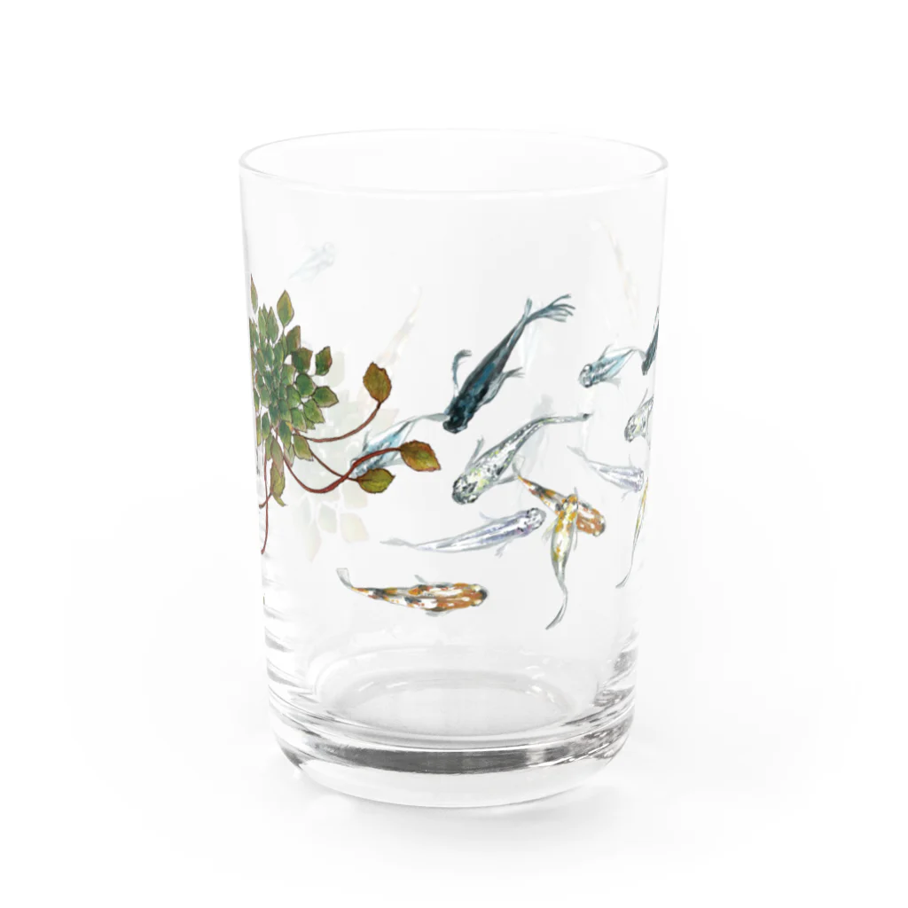 トラのメダカとウォーターダイヤのコップ(小) Water Glass :front