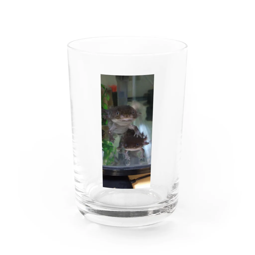 sorasora-のウーパールーパー　仲良しコンビ Water Glass :front