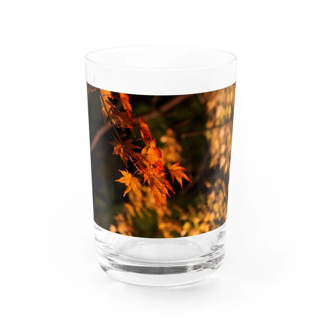 nokkccaのライトアップ紅葉 - Japanese maple(night shot) - Water Glass :front