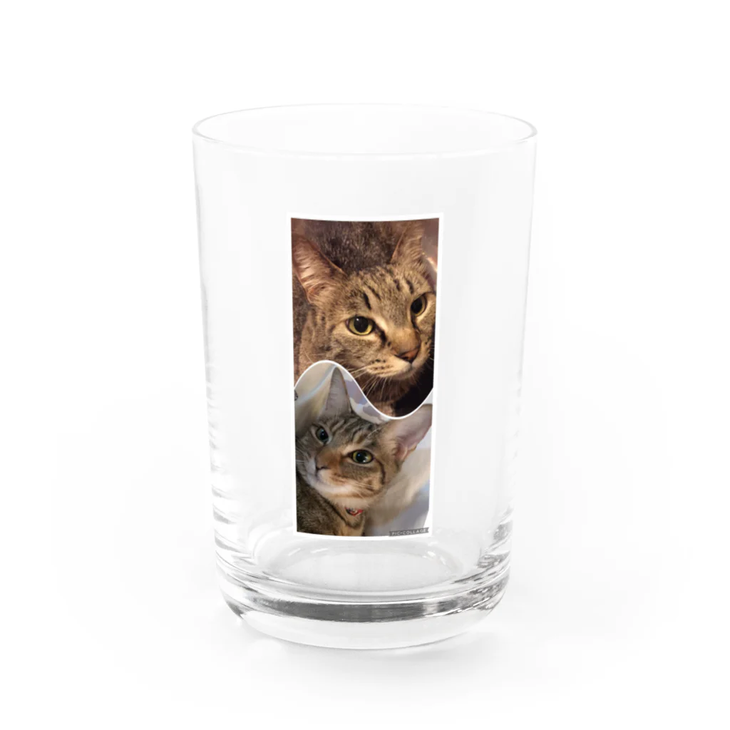 やまねこにゃのギジトラガールズ Water Glass :front