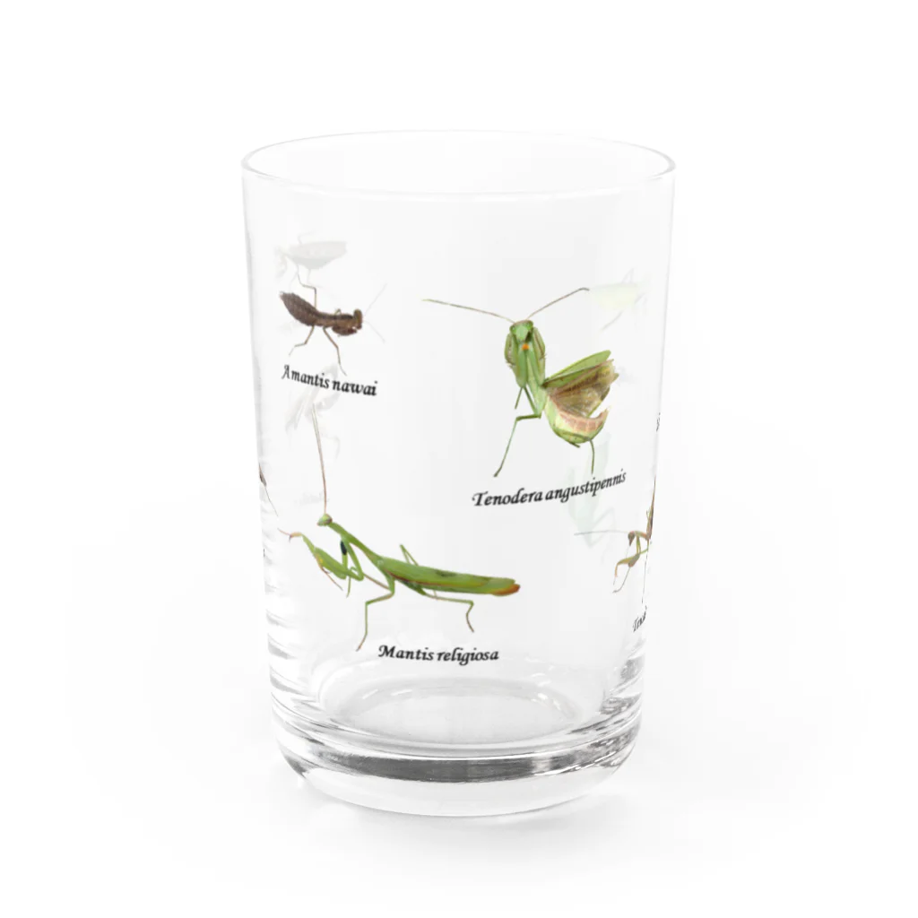 L_arctoaの関東のカマキリ（全面ver） Water Glass :front