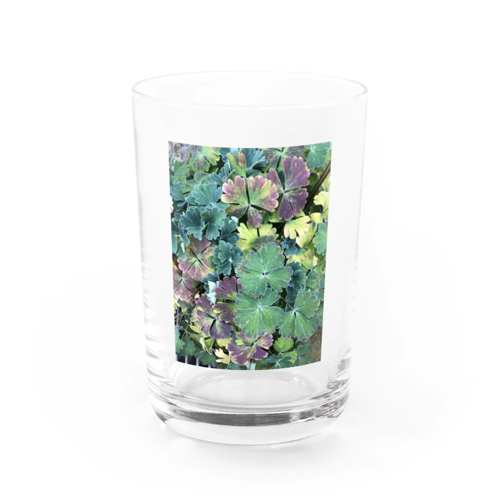 shako2511の草 Water Glass :front