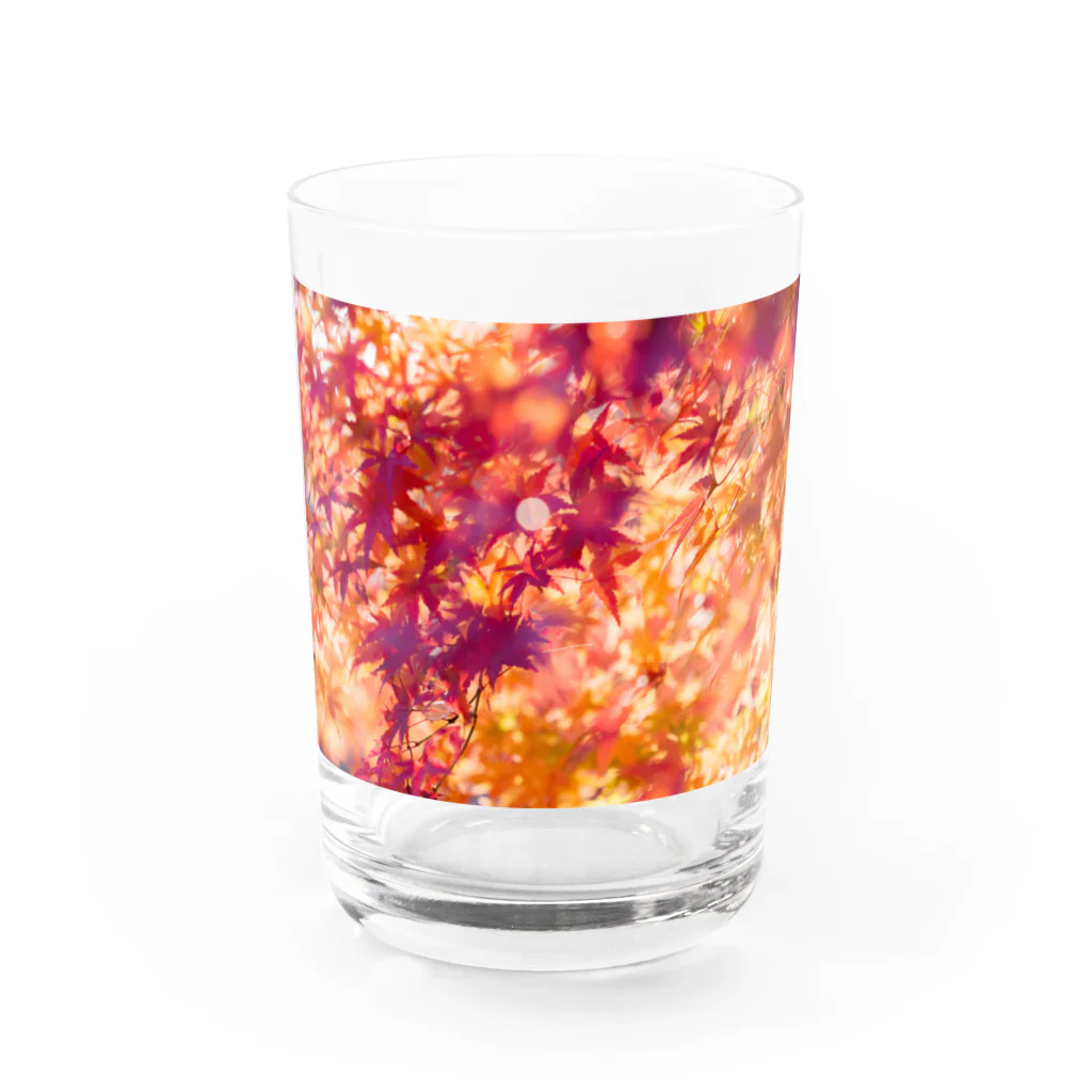 最終進化的量産型良のオレンジノコウヨウ Water Glass :front