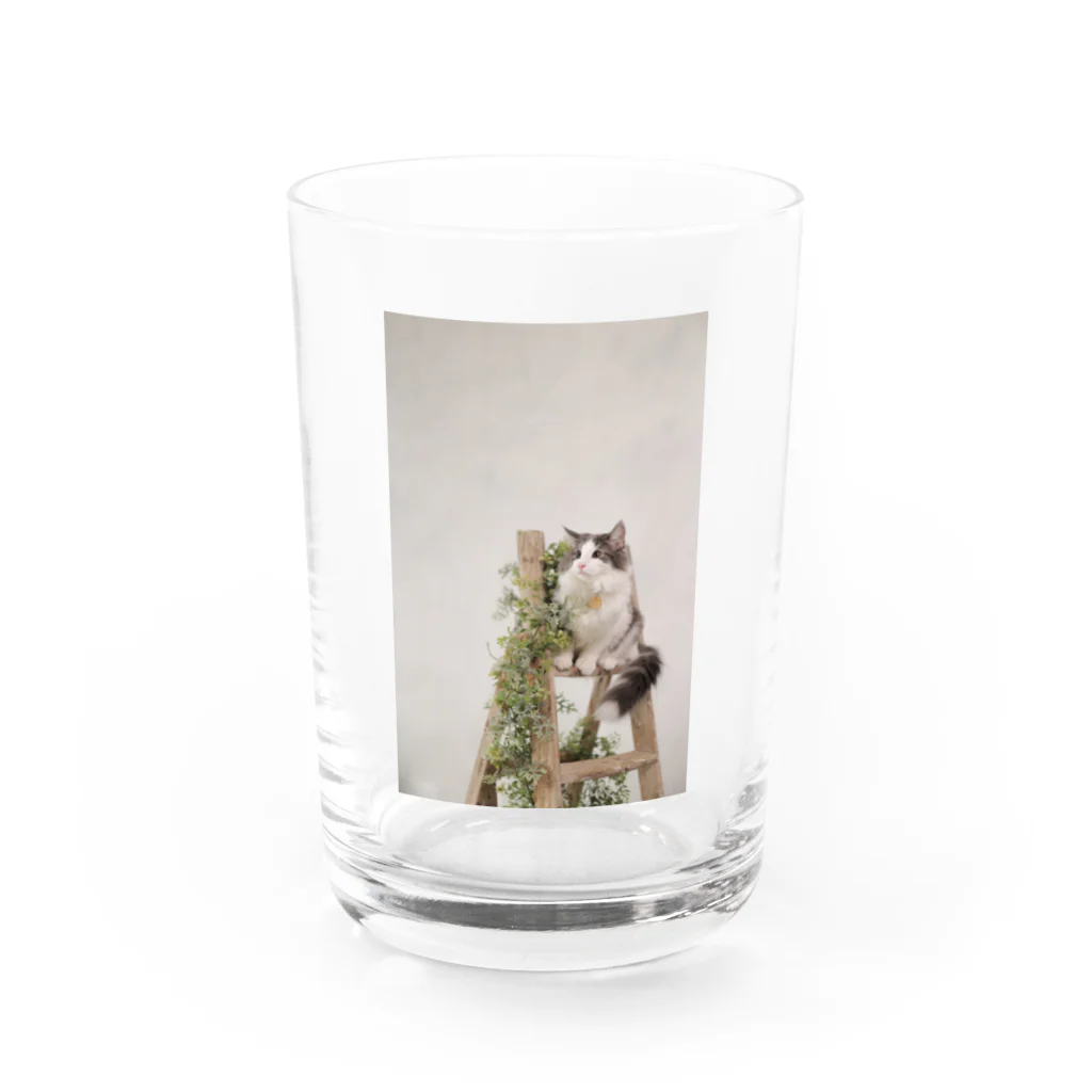 RIKI&MIKIのノルウェージャンフォレストキャット Water Glass :front