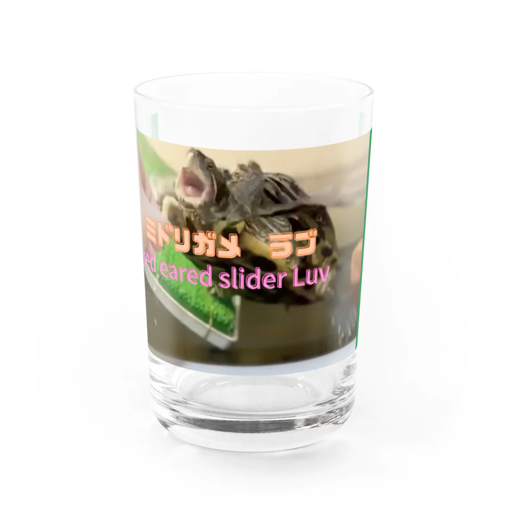 カメオタクの飼育箱のミドリガメ　ラブちゃん Water Glass :front