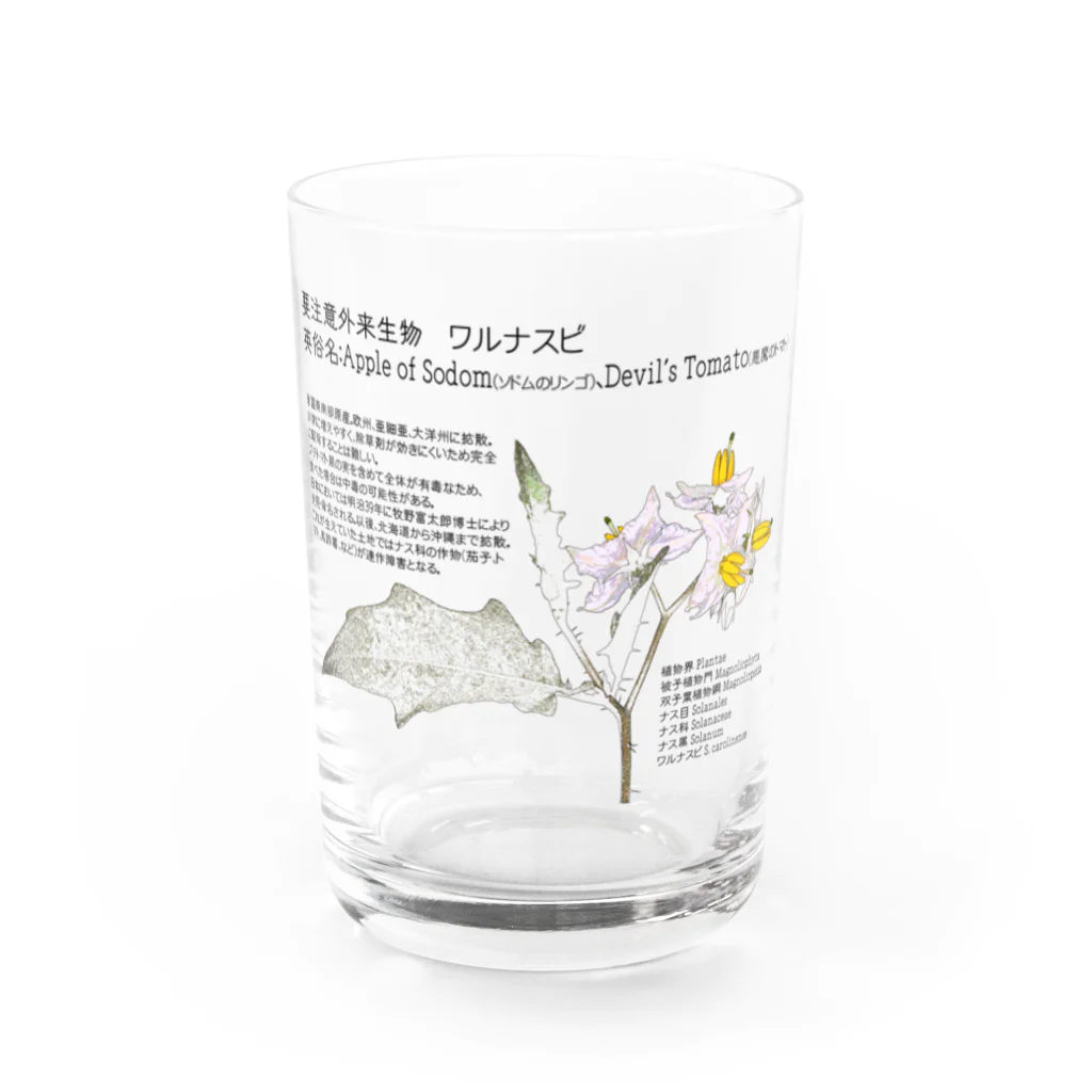 植物の絵師「洋子」の店の要注意外来生物_ワルナスビ Water Glass :front