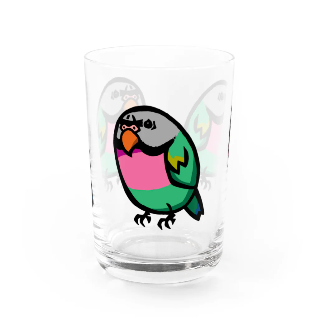 カゲトラのダルマインコのカゲトラさん（ギョリギョリ・トリオ） Water Glass :front