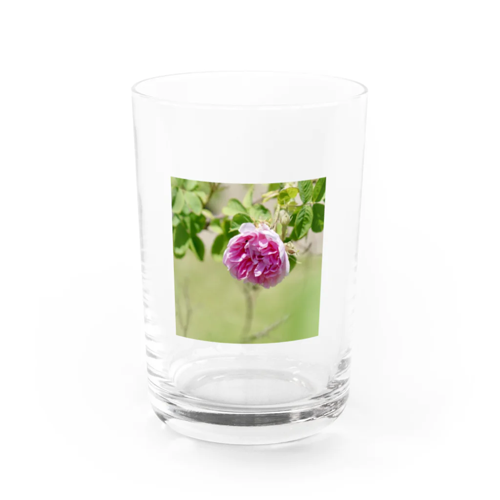 Amie's Gardenのハーブのお店のダマスクローズ Water Glass :front