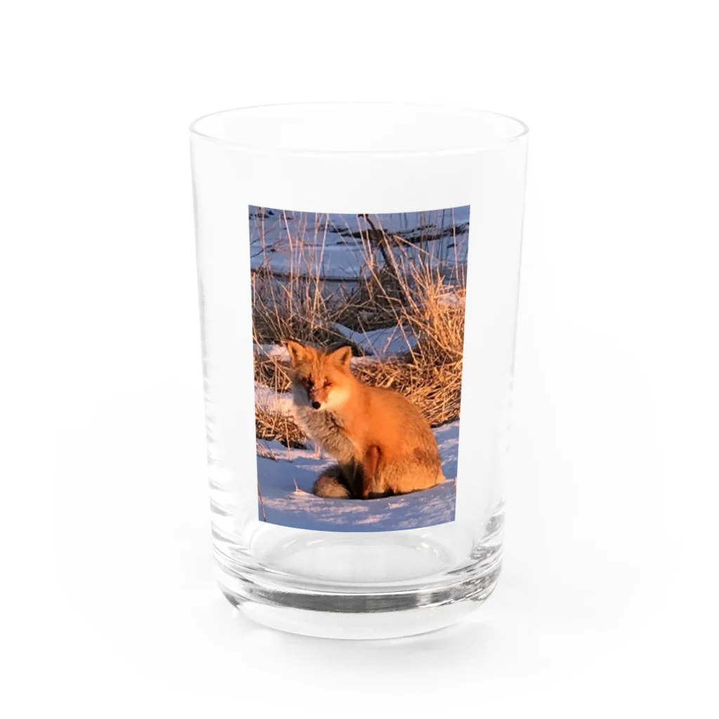 空屋　sorayakusakaの202201010715000　朝日の中のキタキツネ Water Glass :front