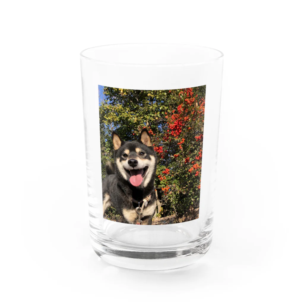 柴犬けんたろー。の柴犬のけんたろー Water Glass :front