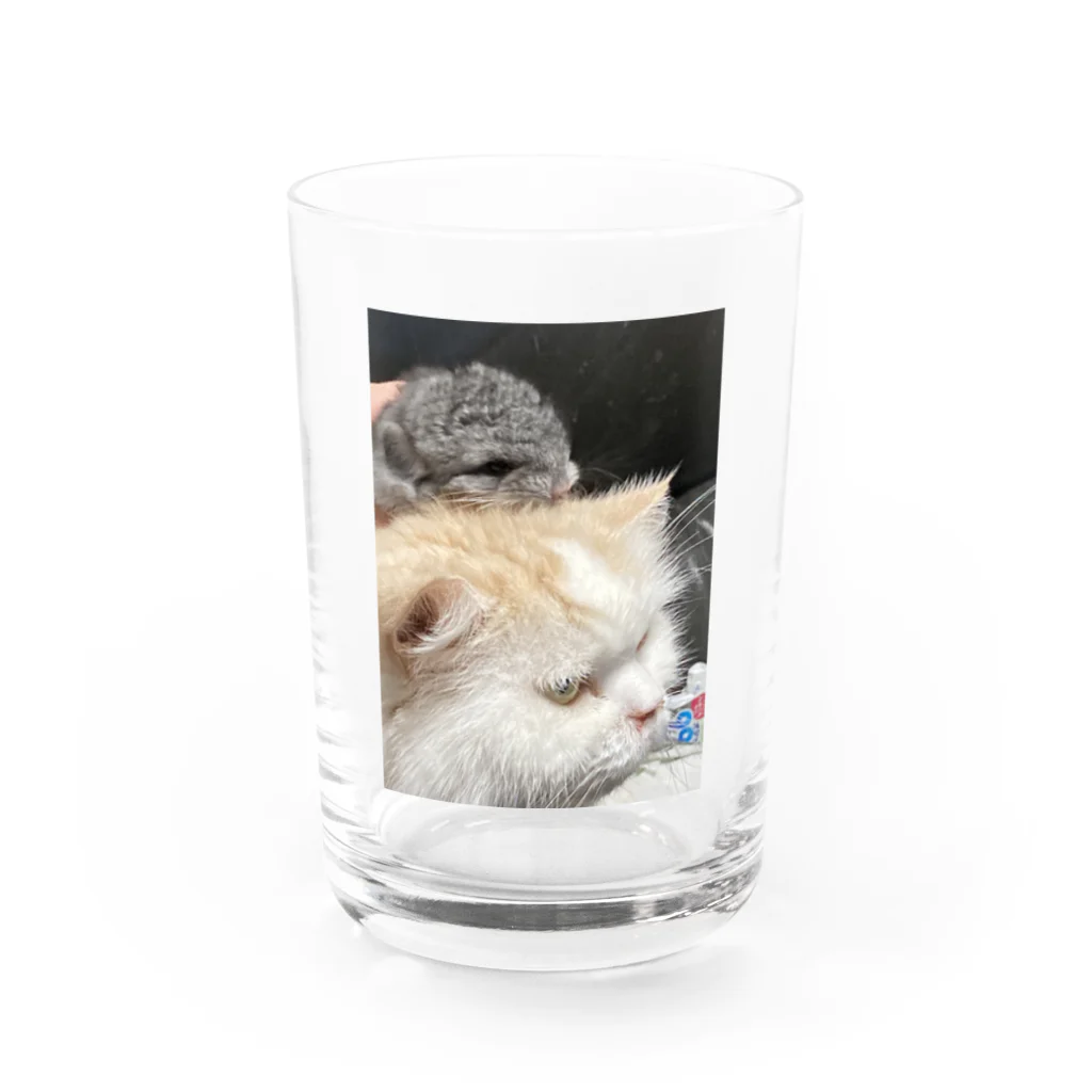 猫とチンチラとポメのみるくさんとチンチラの赤ちゃん Water Glass :front