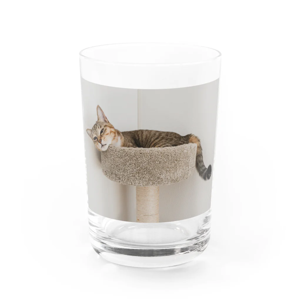 gaga_the_catのねむいガガ Water Glass :front