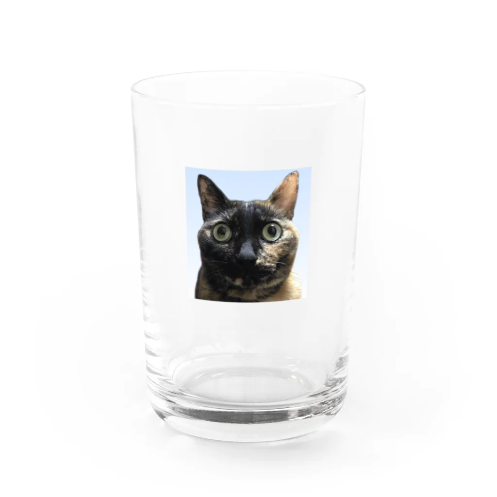 osuimono(ふーふのふ～)の証明写真のような猫 Water Glass :front