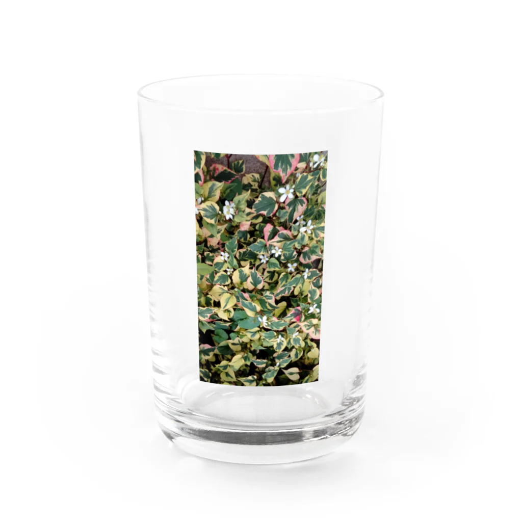 月澄狸の開花中のゴシキドクダミ Water Glass :front