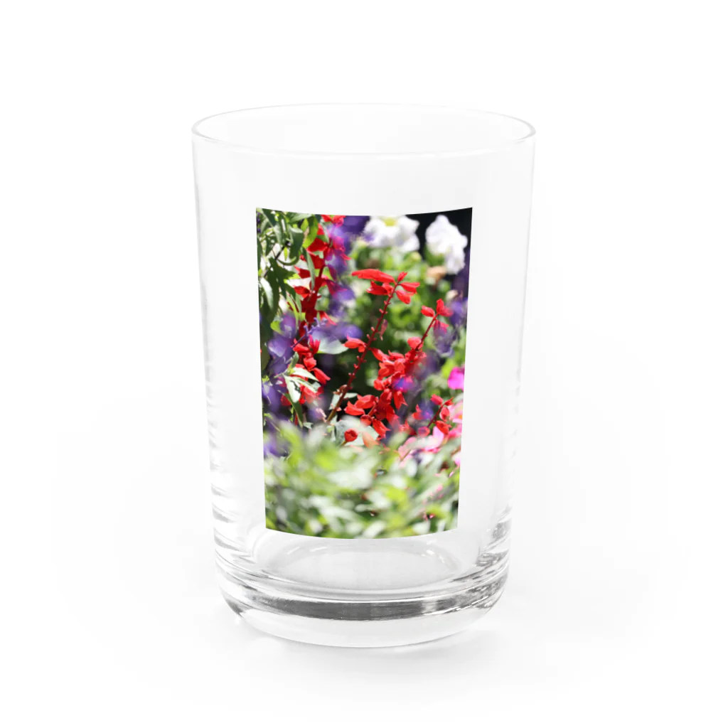 RAKUENのサルビアさん♥ Water Glass :front