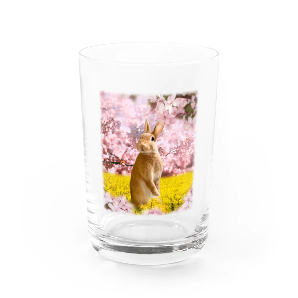 うさぎのうみちゃんねるショップのお花見うさぎ-うさぎのうみ Water Glass :front