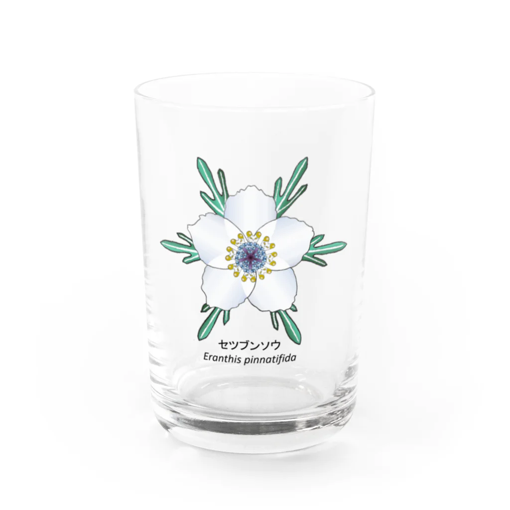 アデニウム(花・植物)のセツブンソウ(節分草) Water Glass :front