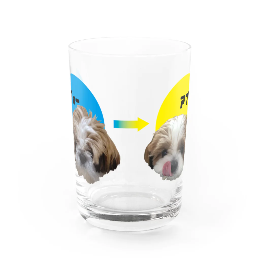 シーズー愛のアンバー太郎のトリミング Water Glass :front