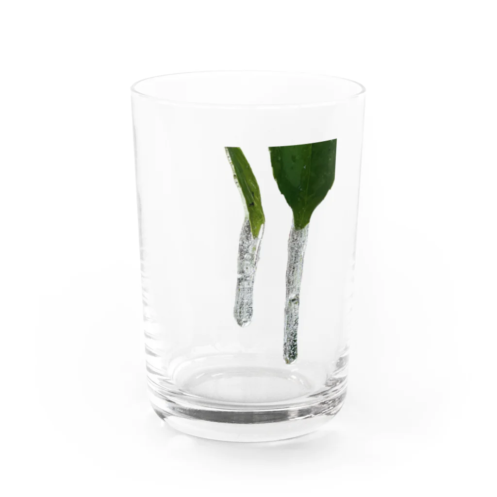 echirのTSURARA Water Glass :front