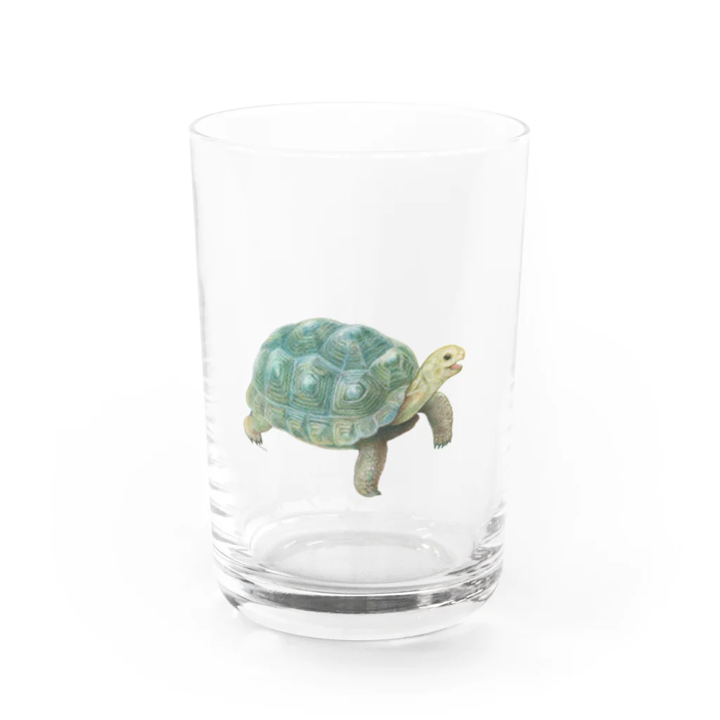 めろんぽっぷのお店だよの踏みだせ、アルダブラゾウガメ 。 Water Glass :front