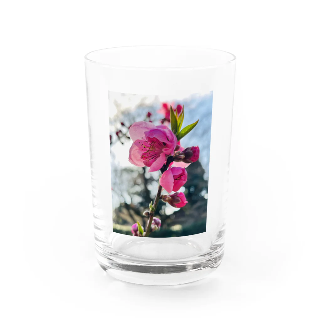 hukuchiyan7611の八重咲の梅 Water Glass :front